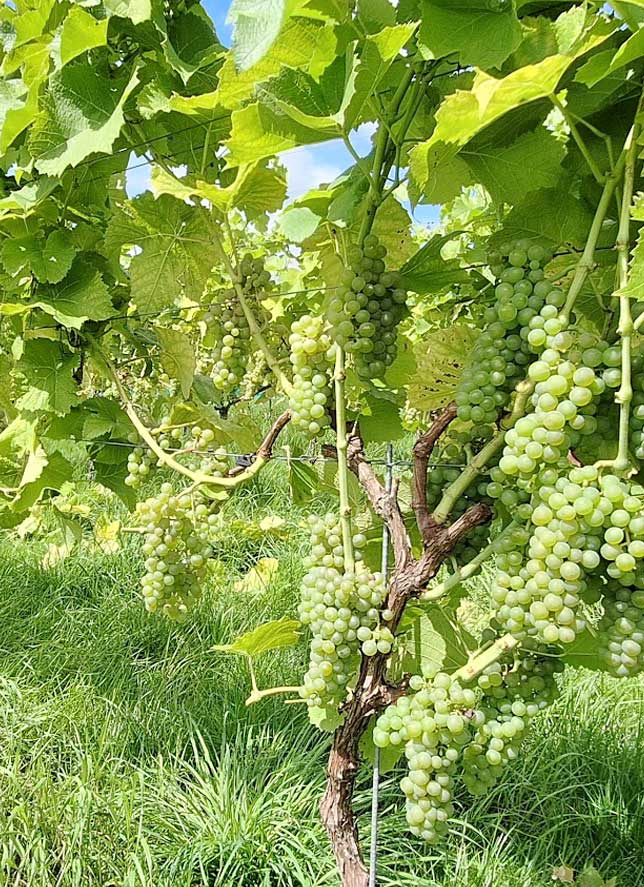 Coteaux de la Clouse